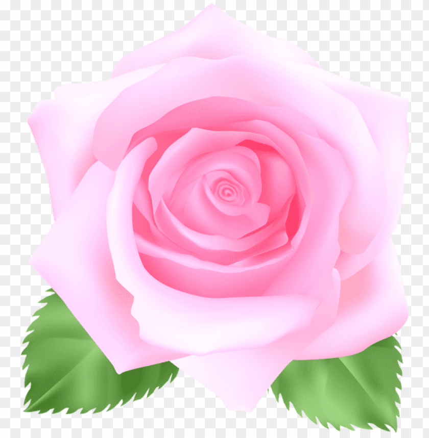 Free download | HD PNG PNG image of pink rose with a clear background ...