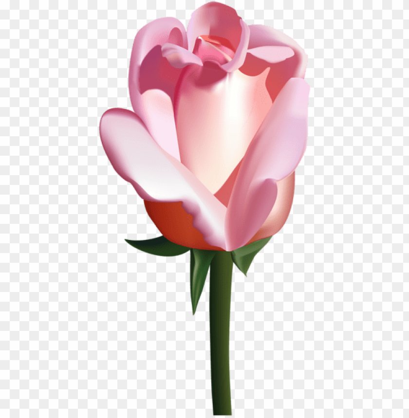 Free download | HD PNG PNG image of pink rose with a clear background ...