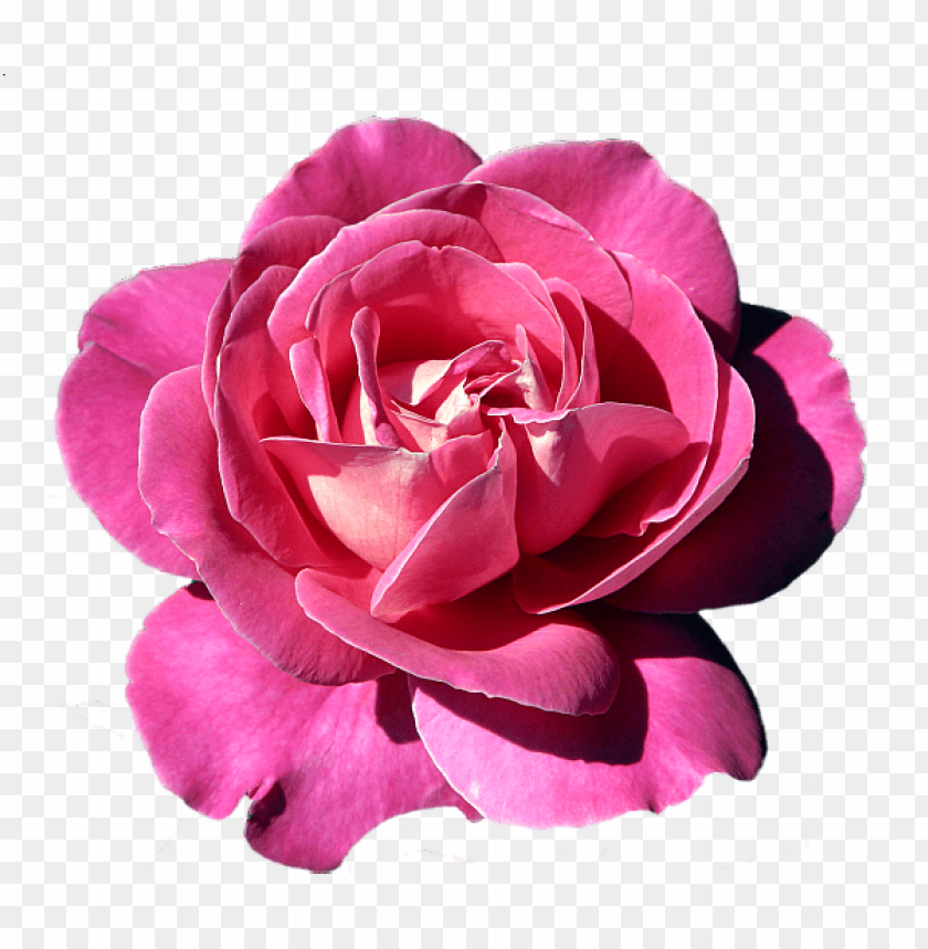 Free download | HD PNG PNG image of pink rose with a clear background ...