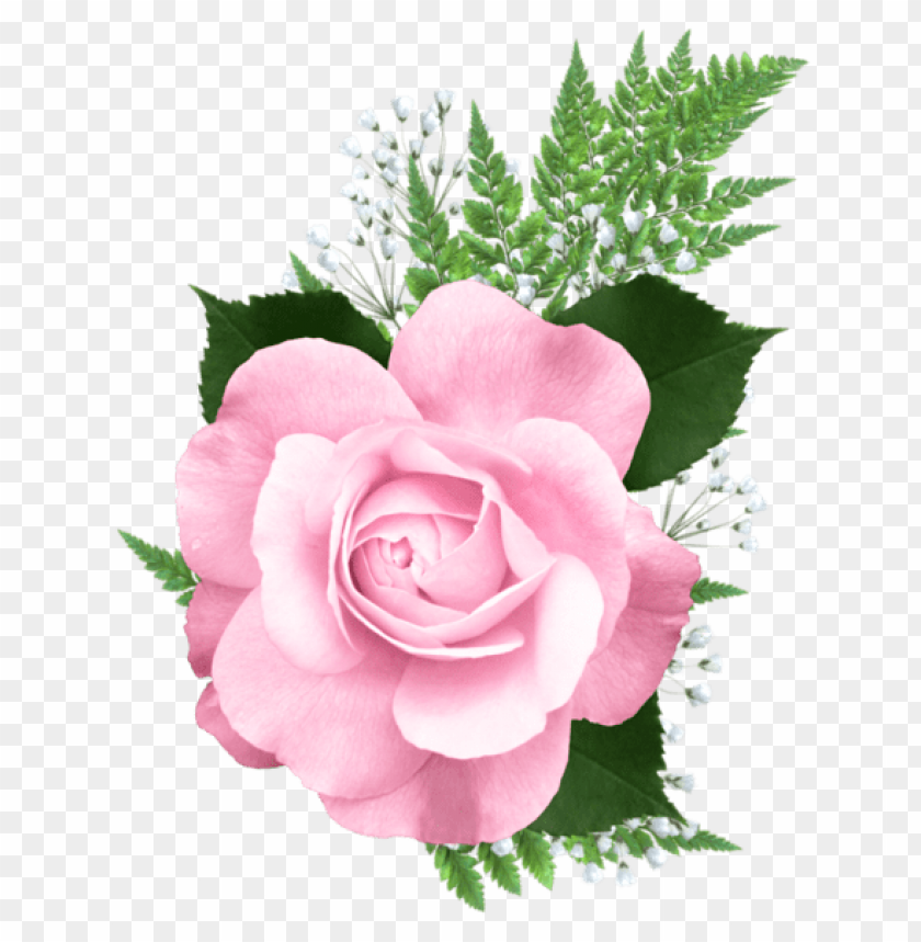 Free download | HD PNG PNG image of pink rose with a clear background ...