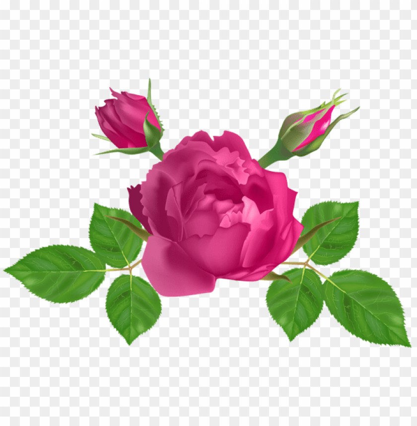Free download | HD PNG PNG image of pink rose deco with a clear ...