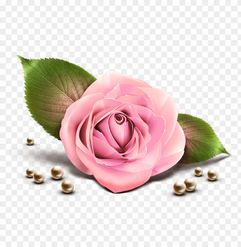 Free Download Hd Png Pink Rose Decor Transparent Clipart Png Photo