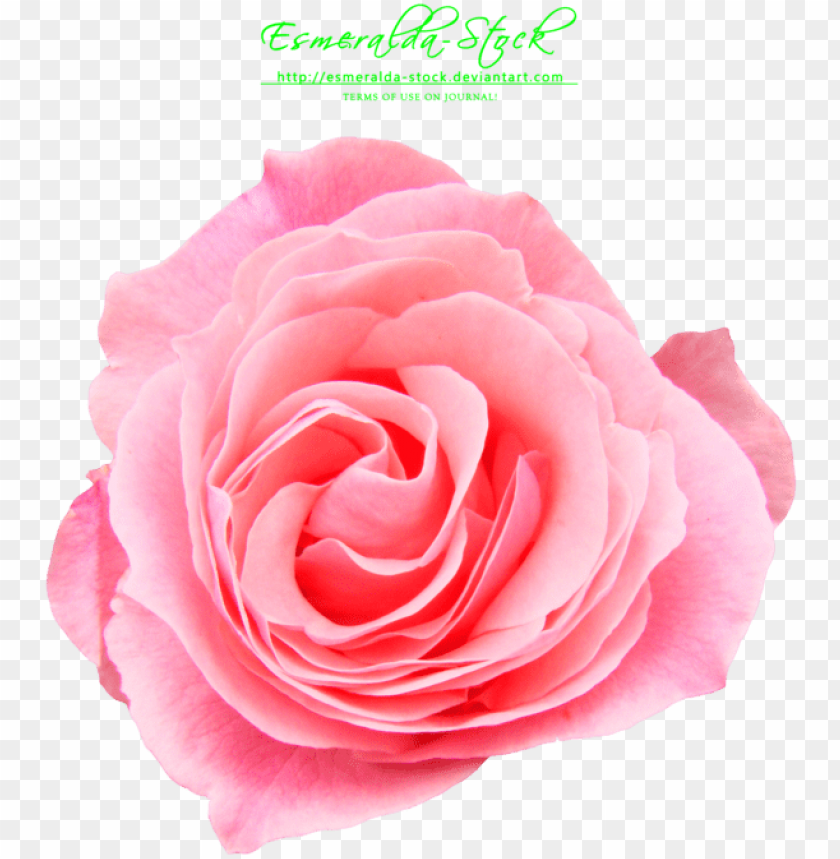 Free download | HD PNG pink rose free PNG transparent with Clear ...