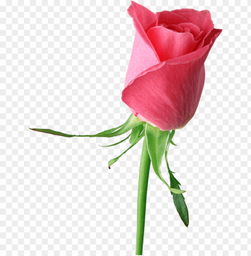 Free download | HD PNG PNG image of pink rose large with a clear ...