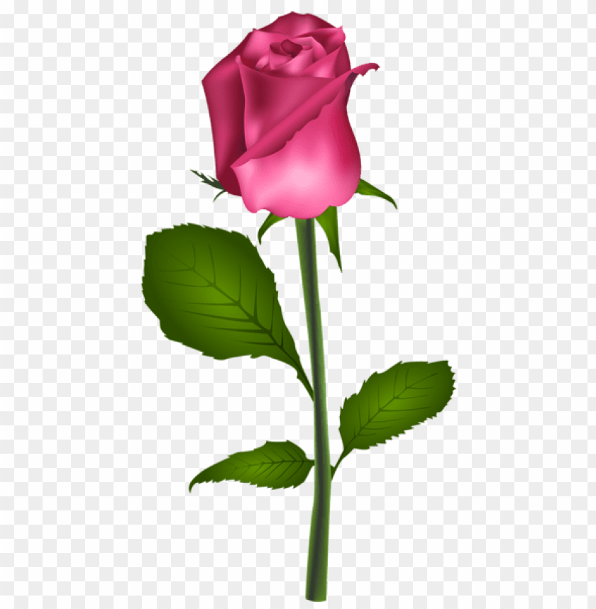 Free download | HD PNG PNG image of pink rose transparent with a clear ...