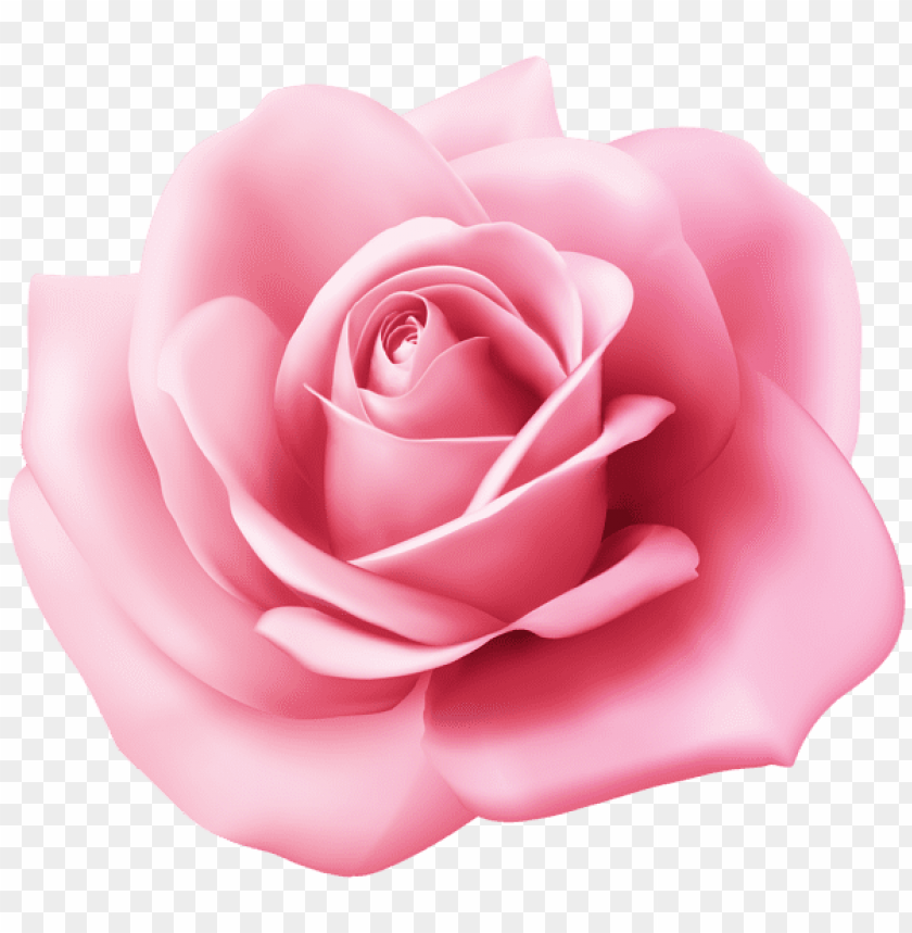 Free download | HD PNG PNG image of pink rose transparent with a clear ...