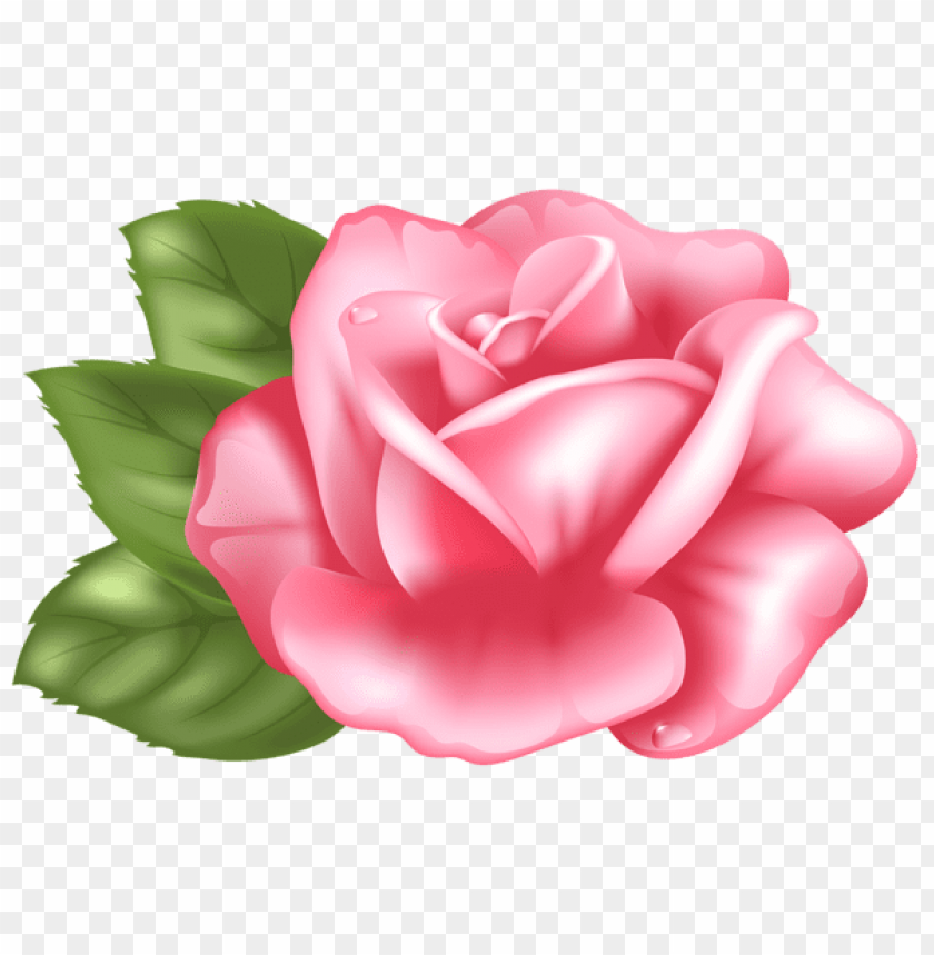 Free download | HD PNG PNG image of pink rose transparent with a clear ...