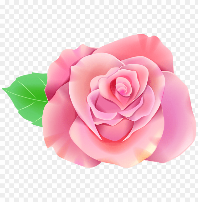 Free download | HD PNG PNG image of pink single rose with a clear ...