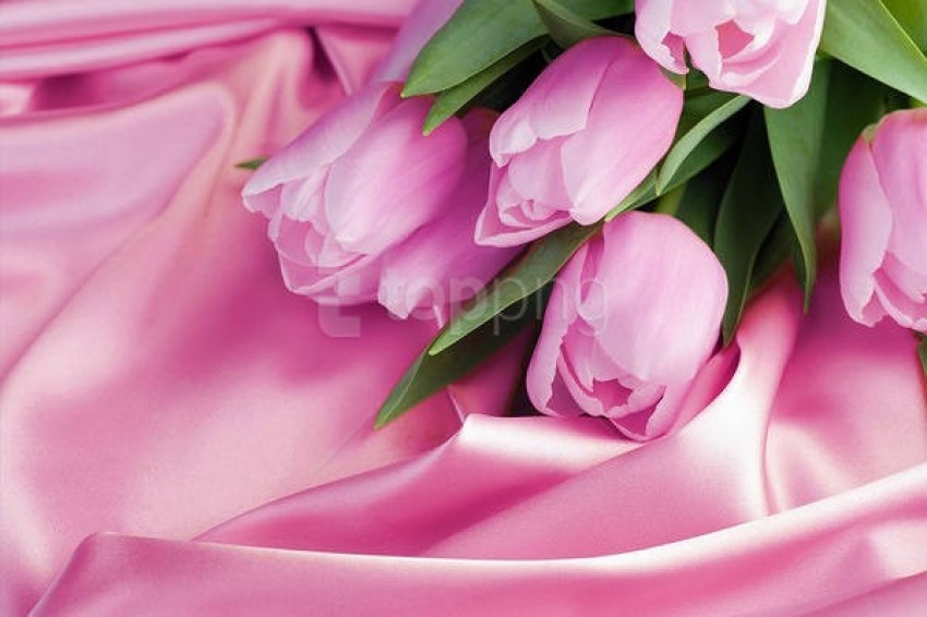 Free download | HD PNG pink tulips on satin wallpaper background best ...