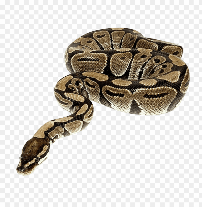 Free download | HD PNG python | TOPpng