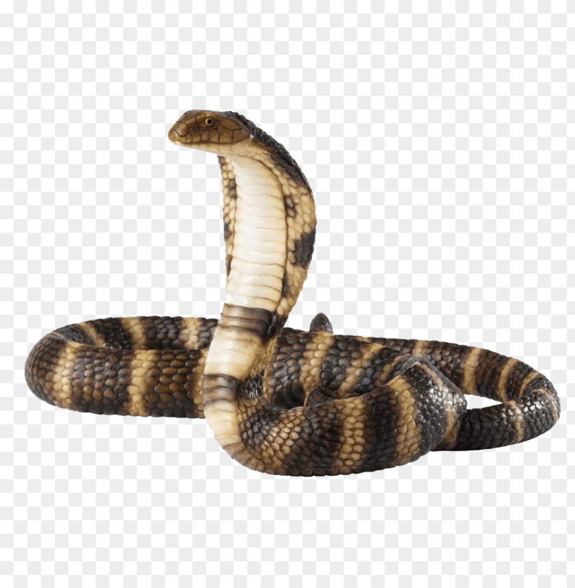 Free download | HD PNG python png pics | TOPpng