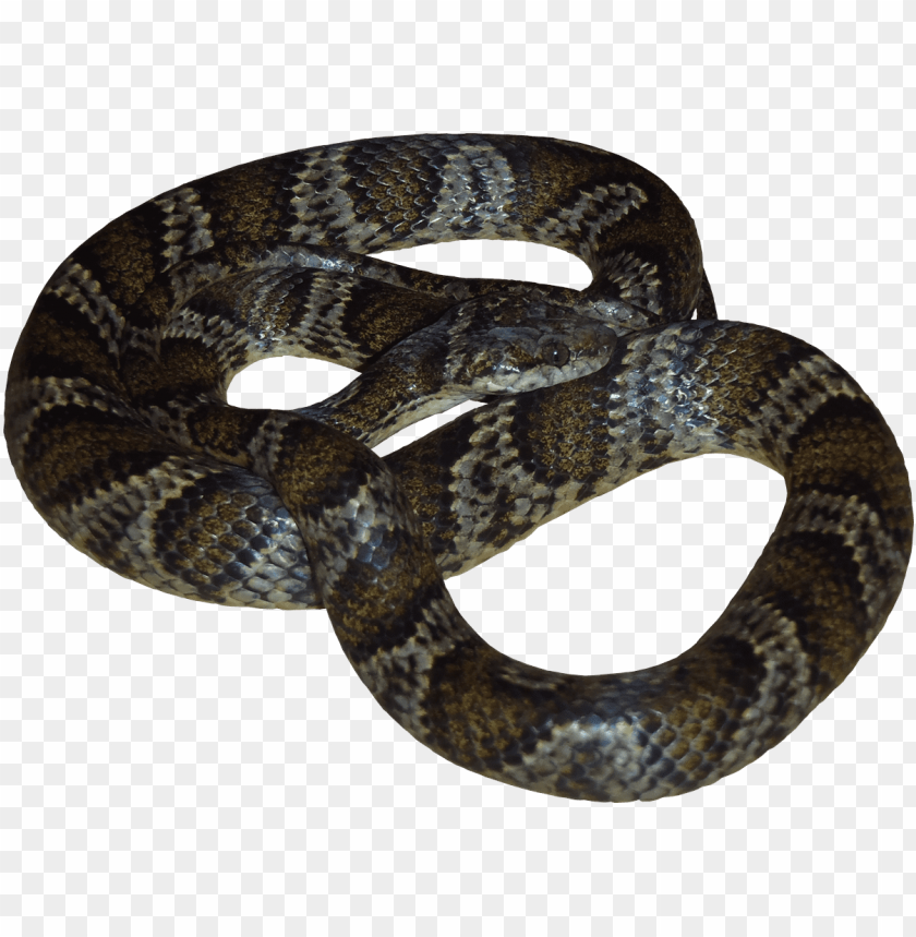 Free download | HD PNG python s | TOPpng