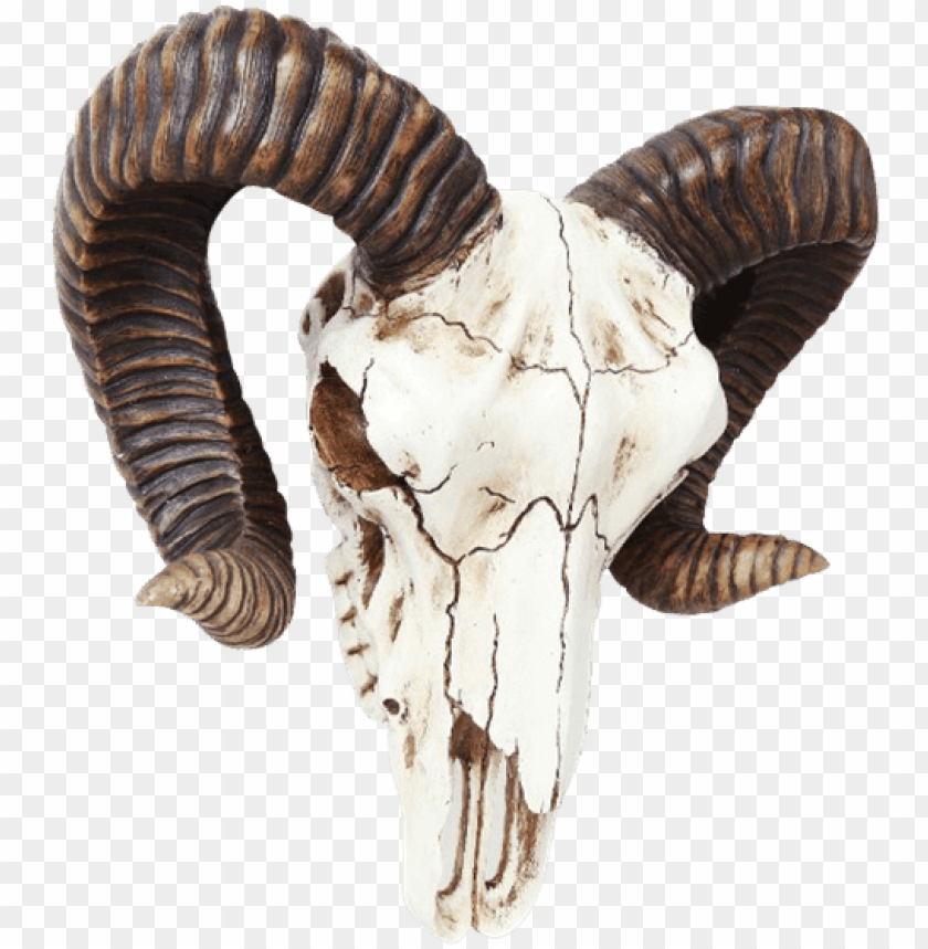 Free download | HD PNG ram skull wall decoration ram skull buckle PNG ...