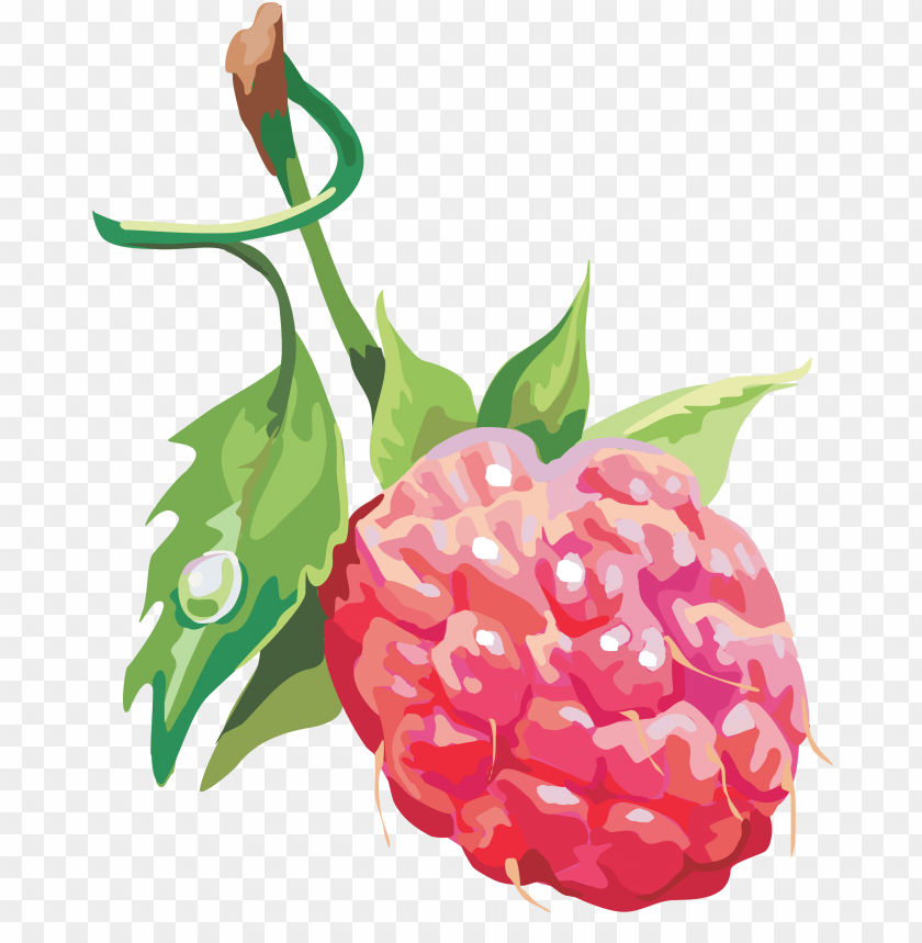 Free download | HD PNG pink raspberry drawing png clipart png photo ...