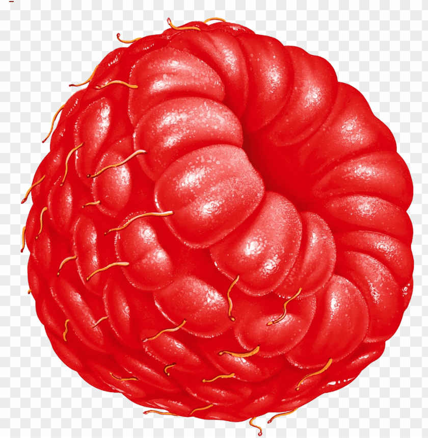 Free download | HD PNG realistic raspberry with depth transparent ...