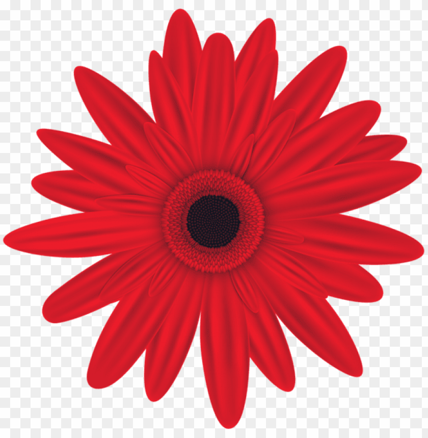 Free download | HD PNG PNG image of red flower with a clear background ...