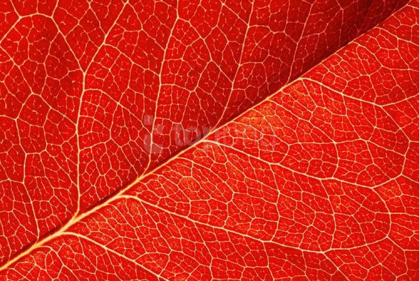 Free download | HD PNG red leaf texture 4k wallpaper background best ...
