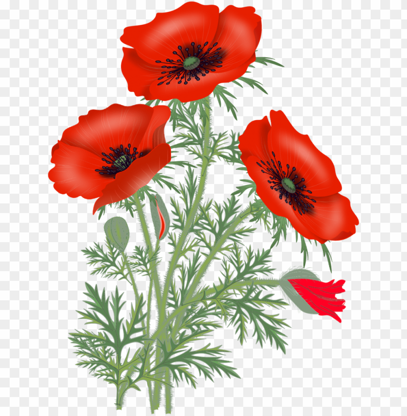 Red Poppies Poppy Flowers Flower Pictures Flower Red Poppy Flower Png Image With Transparent Background Toppng