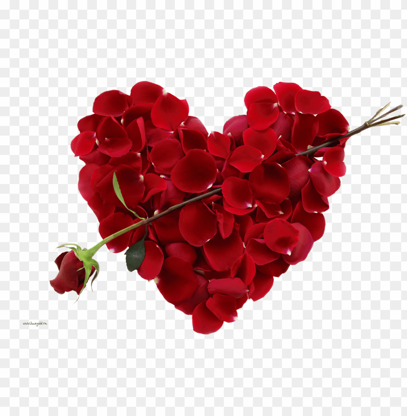 Download red rose png - Free PNG Images | TOPpng