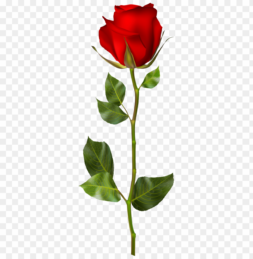 Free download | HD PNG blooming red rose transparent clipart png photo ...