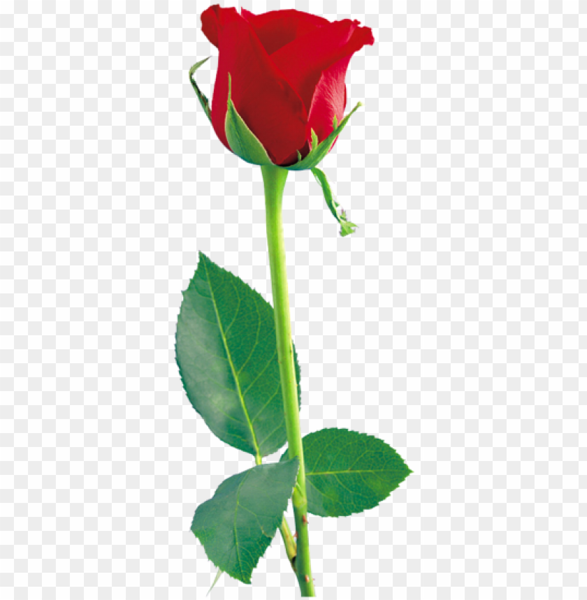 Red Rose Png Red Roses Rose Flowers Beautiful Flowers Rose
