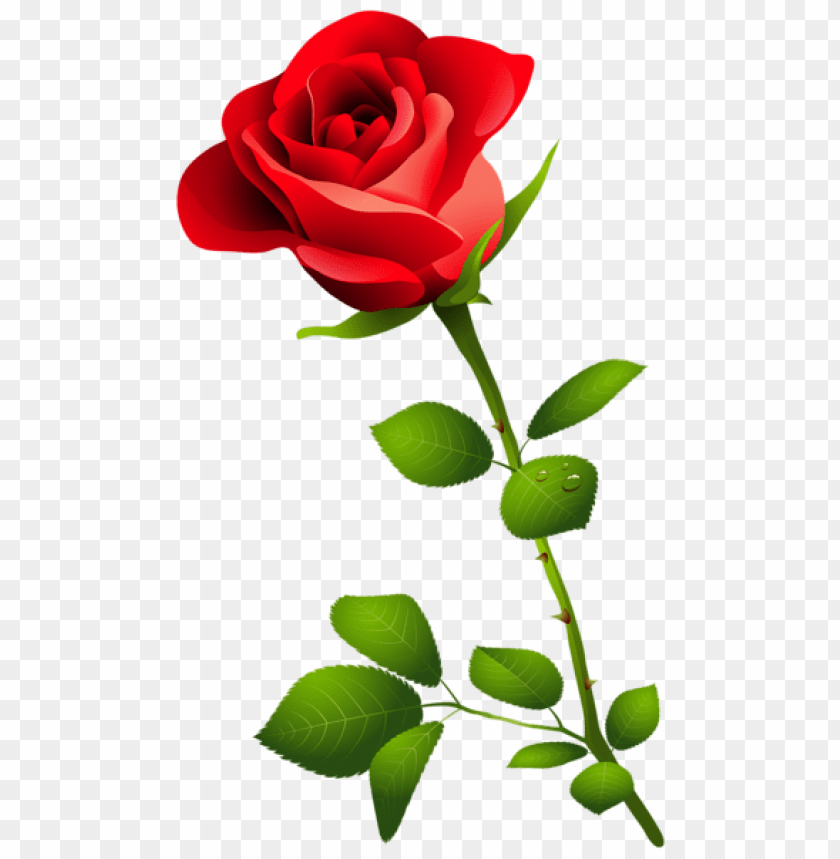 Free download | HD PNG PNG image of red rose with stem with a clear ...