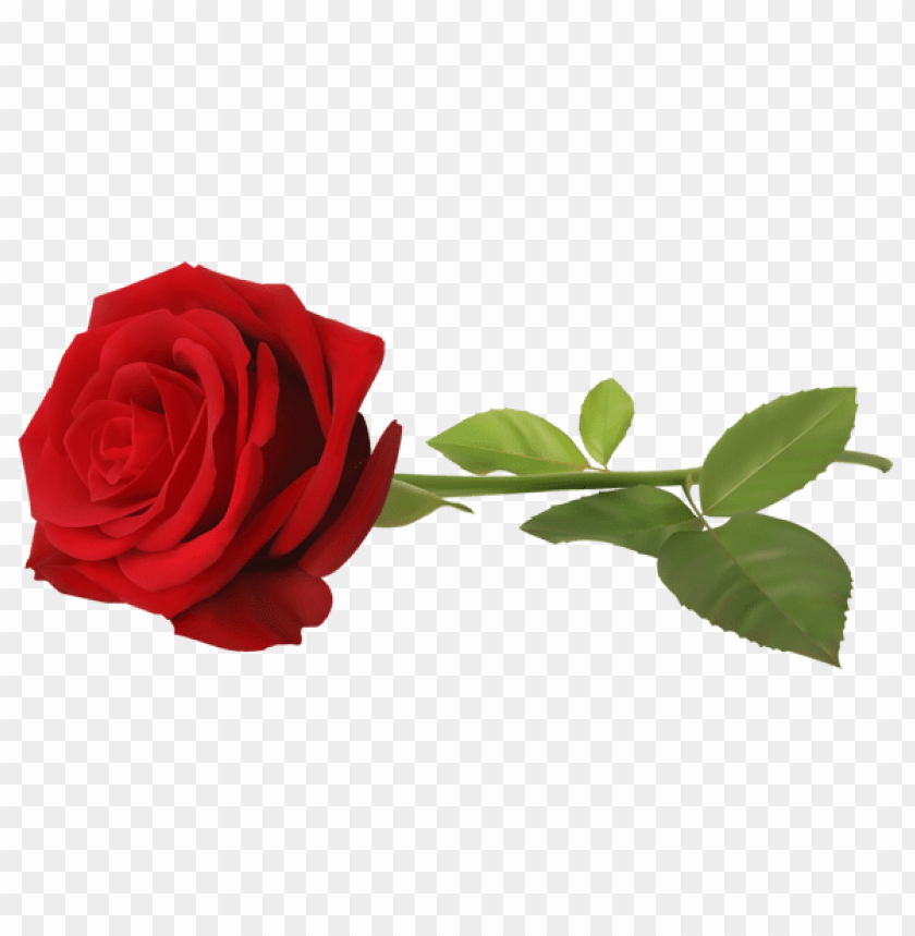 Free download | HD PNG PNG image of red rose with stem transparent with ...