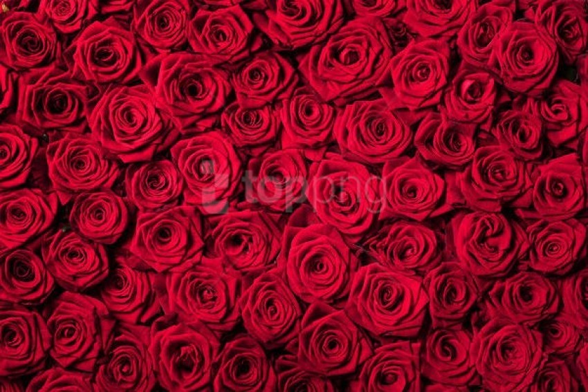 Free download | HD PNG romantic beautiful red roses 4k wallpaper ...