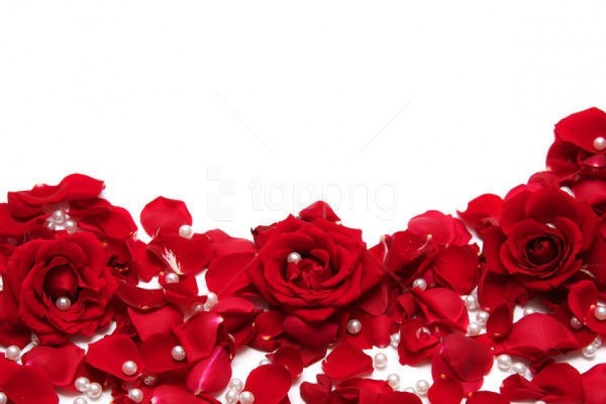 Best Stock Photos Red Roses White Background Toppng