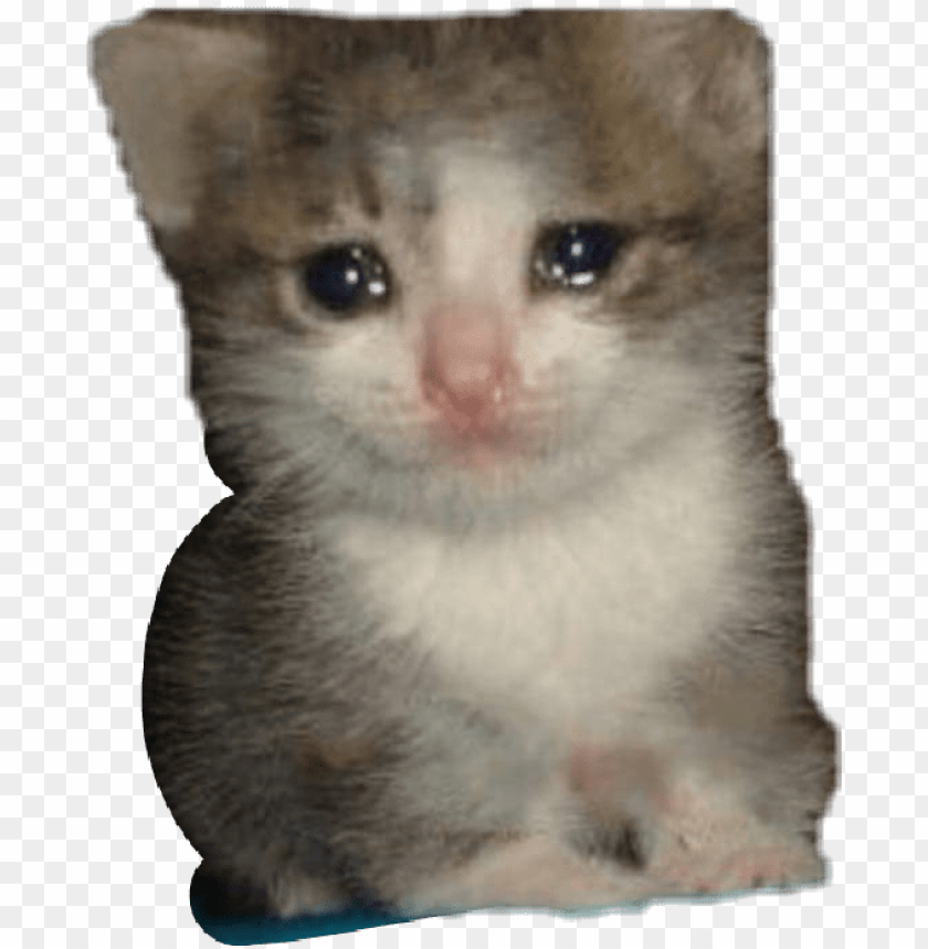 Free download | HD PNG report abuse sad cat dank memes PNG transparent ...