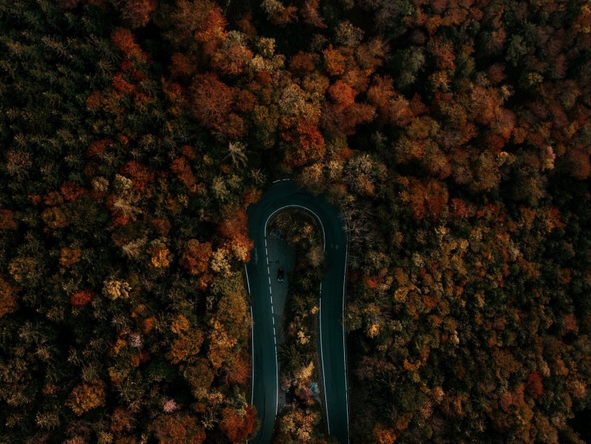Free download | HD PNG road forest aerial view turn trees tops 4k ...