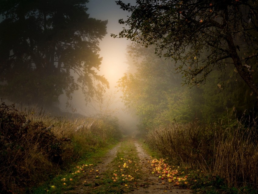 Free download | HD PNG road forest fog apples trees 4k wallpaper | TOPpng