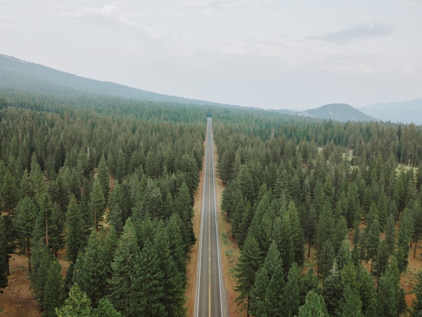 Free download | HD PNG road forest panorama trees straight smooth 4k ...