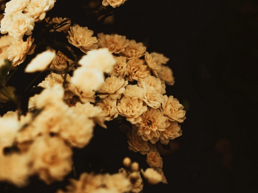 Banksia cutout PNG & clipart images | TOPpng