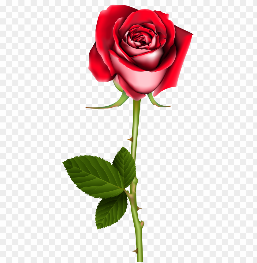 Free download | HD PNG red rose with stem transparent clipart png photo ...