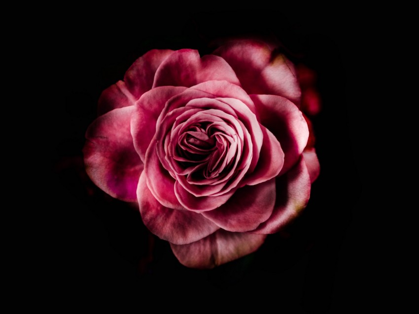 Free Download Hd Png Rose Bud Pink Dark Background Petals Flower