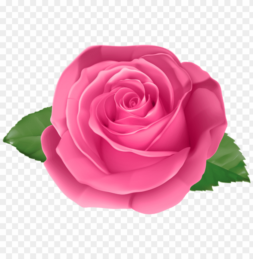 Free download | HD PNG PNG image of rose pink transparent with a clear ...