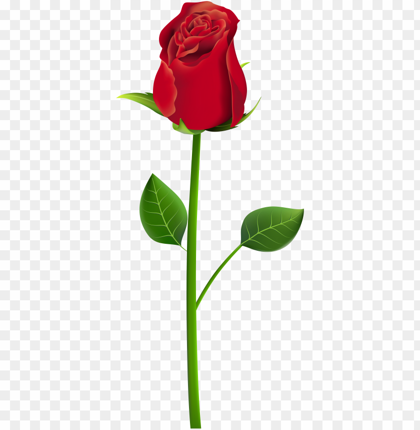 Free download | HD PNG rose png clip art transparent image rose png for ...