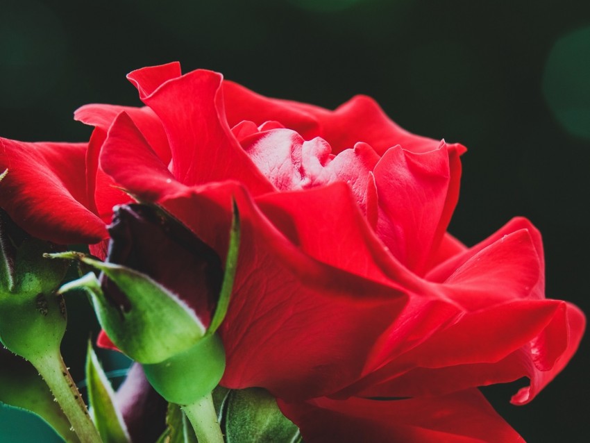 Free download | HD PNG rose red flower buds macro 4k wallpaper | TOPpng