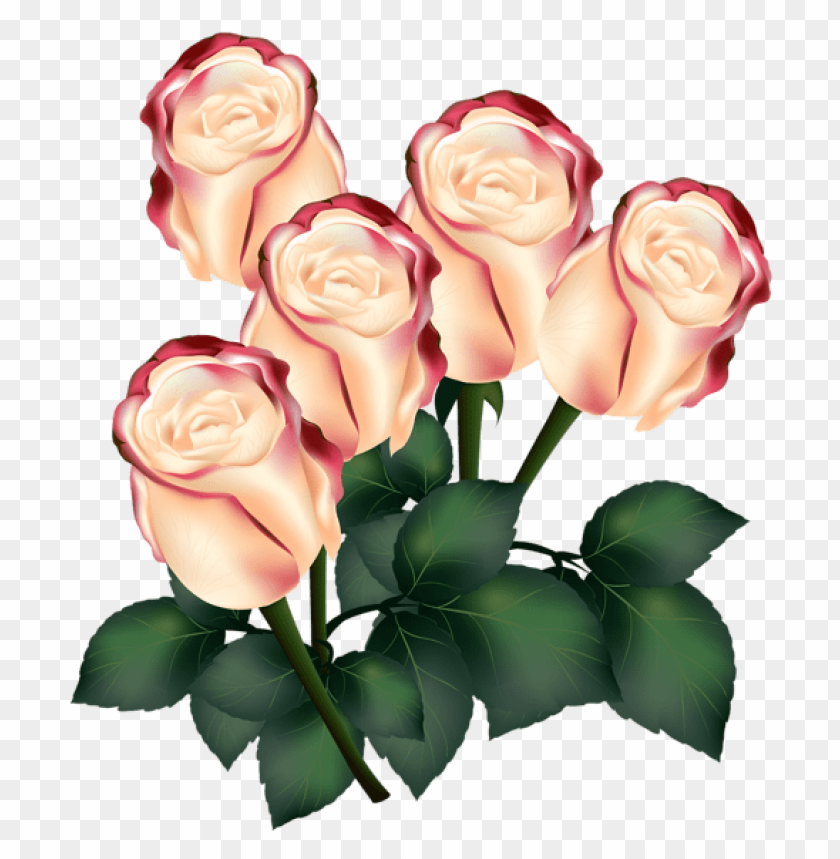 Free download | HD PNG PNG image of roses with a clear background ...
