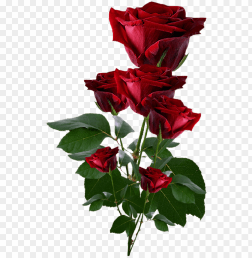 Free download | HD PNG roses PNG transparent with Clear Background ID ...