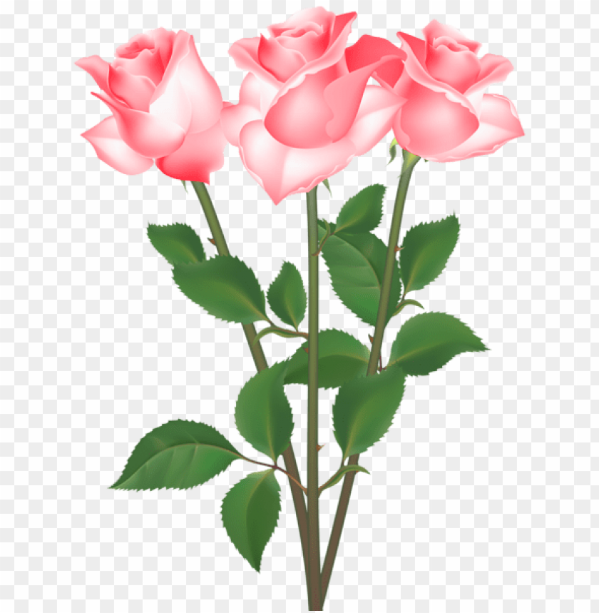 Free download | HD PNG PNG image of roses transparent with a clear ...