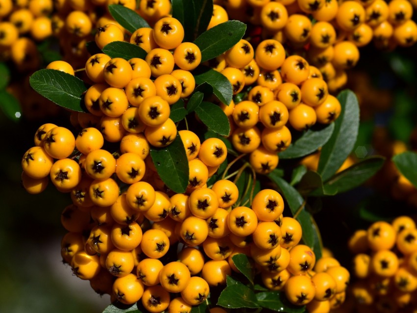 Free download | HD PNG rowan berries orange brush harvest close up 4k ...