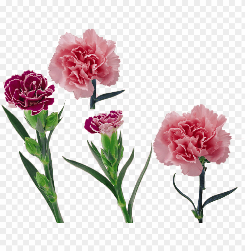 Free Download Hd Png Royalty Free Library Carnation Vector Flower