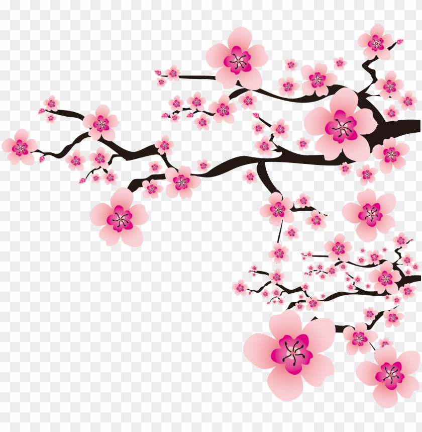 Free download | HD PNG sakura png cherry blossom vector transparent PNG ...