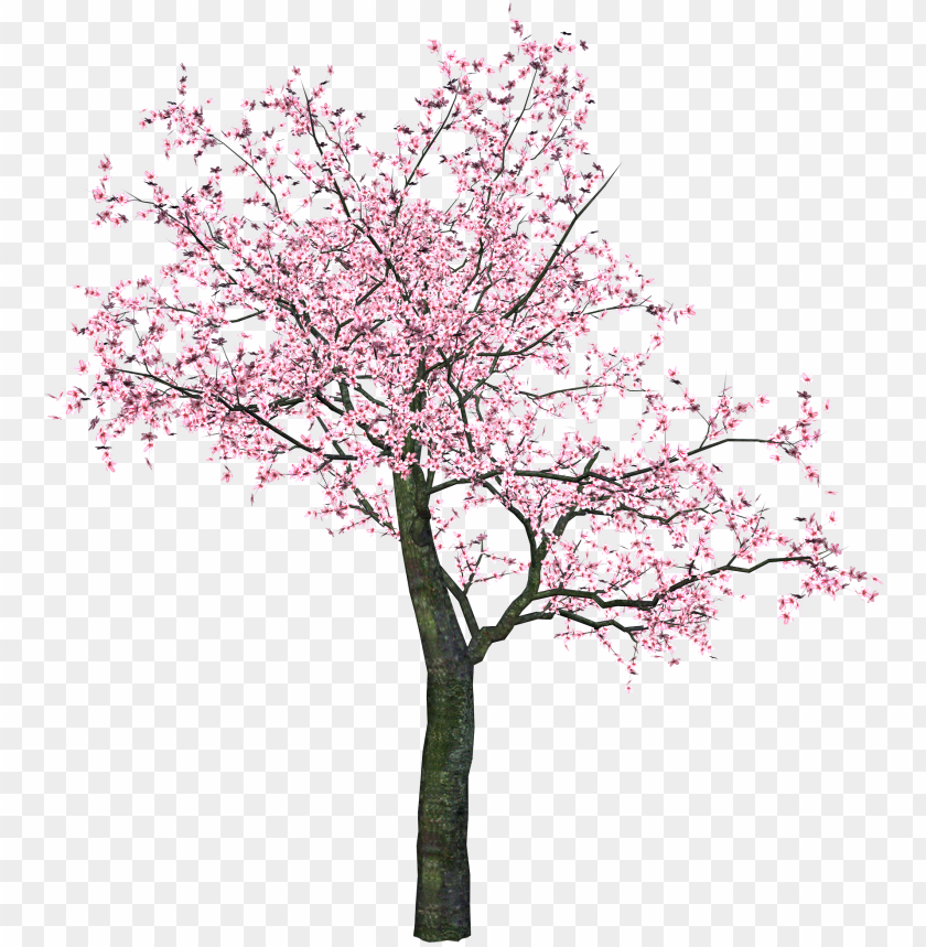 Sakura Png Spring Tree Clip Art Png Image With Transparent