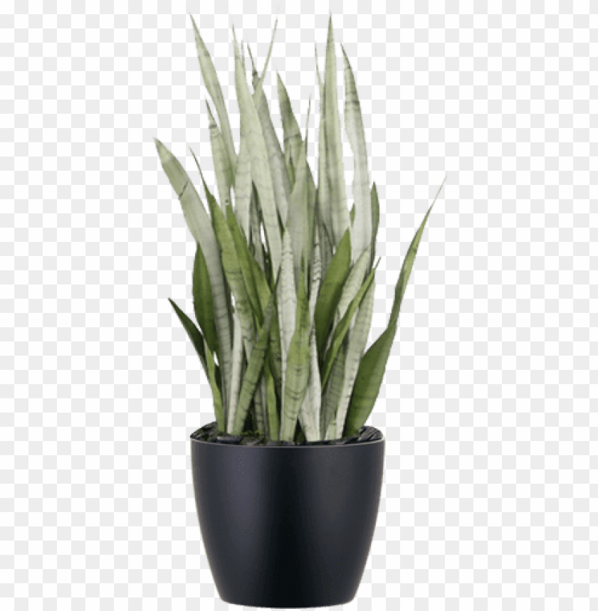 Snake plant light information