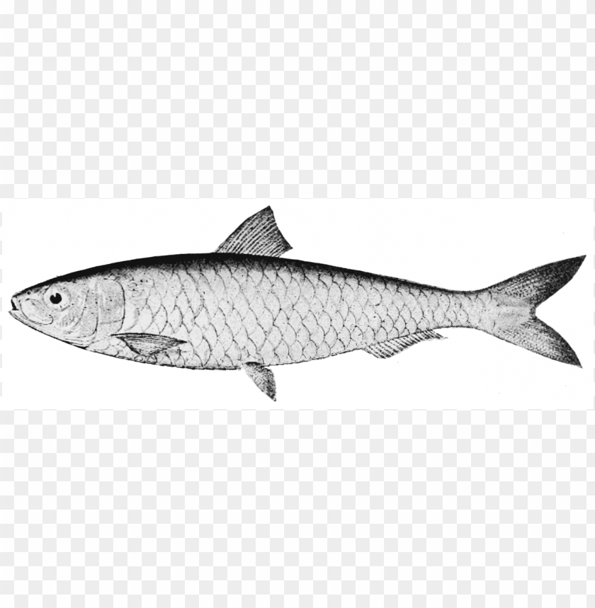 Sardine Png cutout PNG & clipart images TOPpng