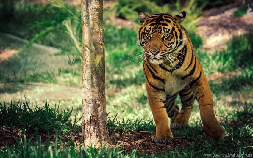 Free download | HD PNG savanna tiger wildlife wallpaper background best ...