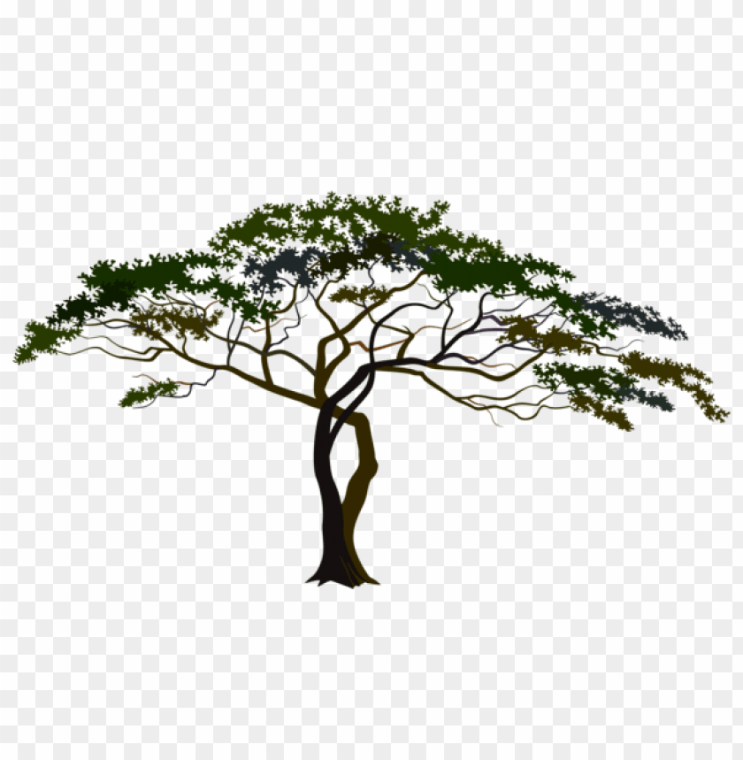 Free download | HD PNG PNG image of flat canopy tree with dark green ...